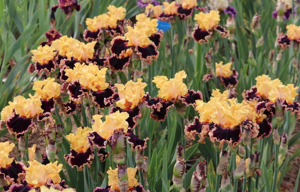 Once And For All MidAmerica Garden